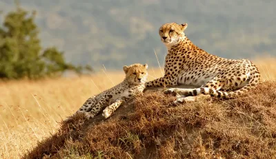 Kenya: safari e spiagge